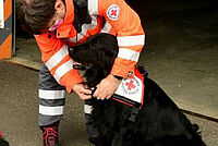Das Anlegen des Einsatzgeschirrs signalisiert dem Hund: Gleich geht’s los. © Schwindtner