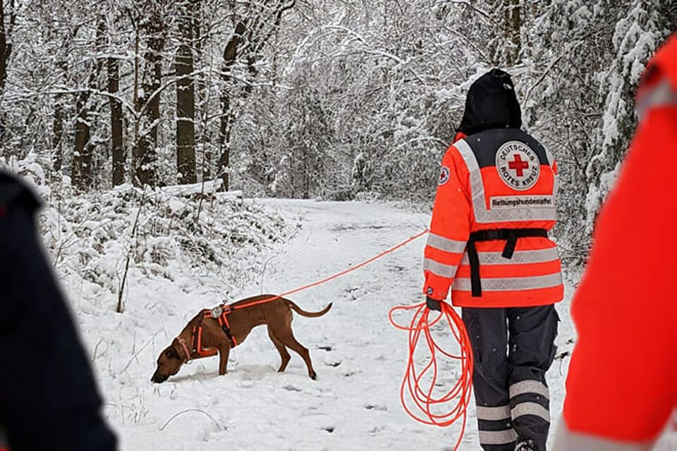 Rettungshunde im Schnee 